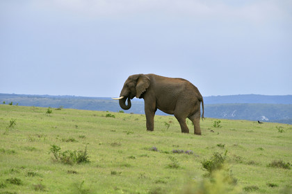 AFS, Addo