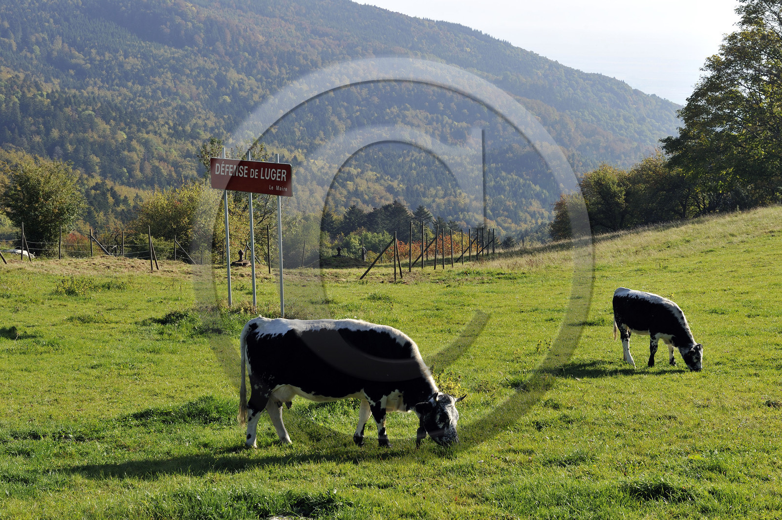 France, Grand Ballon
