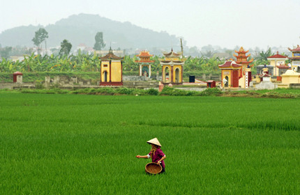 Rizières dans la région de Hai Phong, Vietnam
