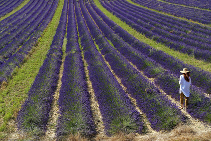 France, Valensole