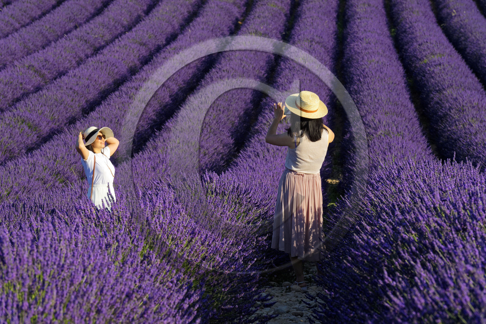France, Valensole