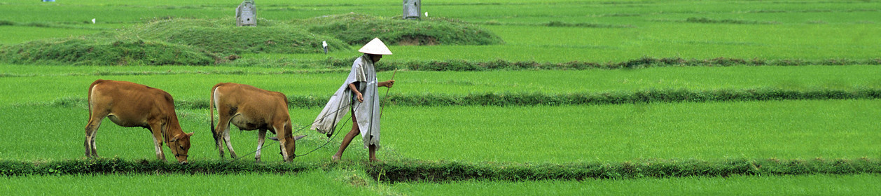 Rizières, Vietnam