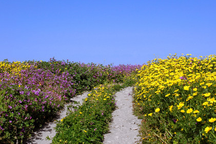 Chemin en fleurs au printemps, Tunisie
