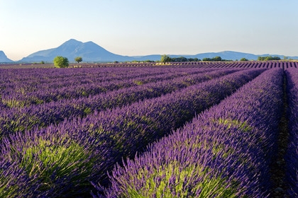 France, Valensole