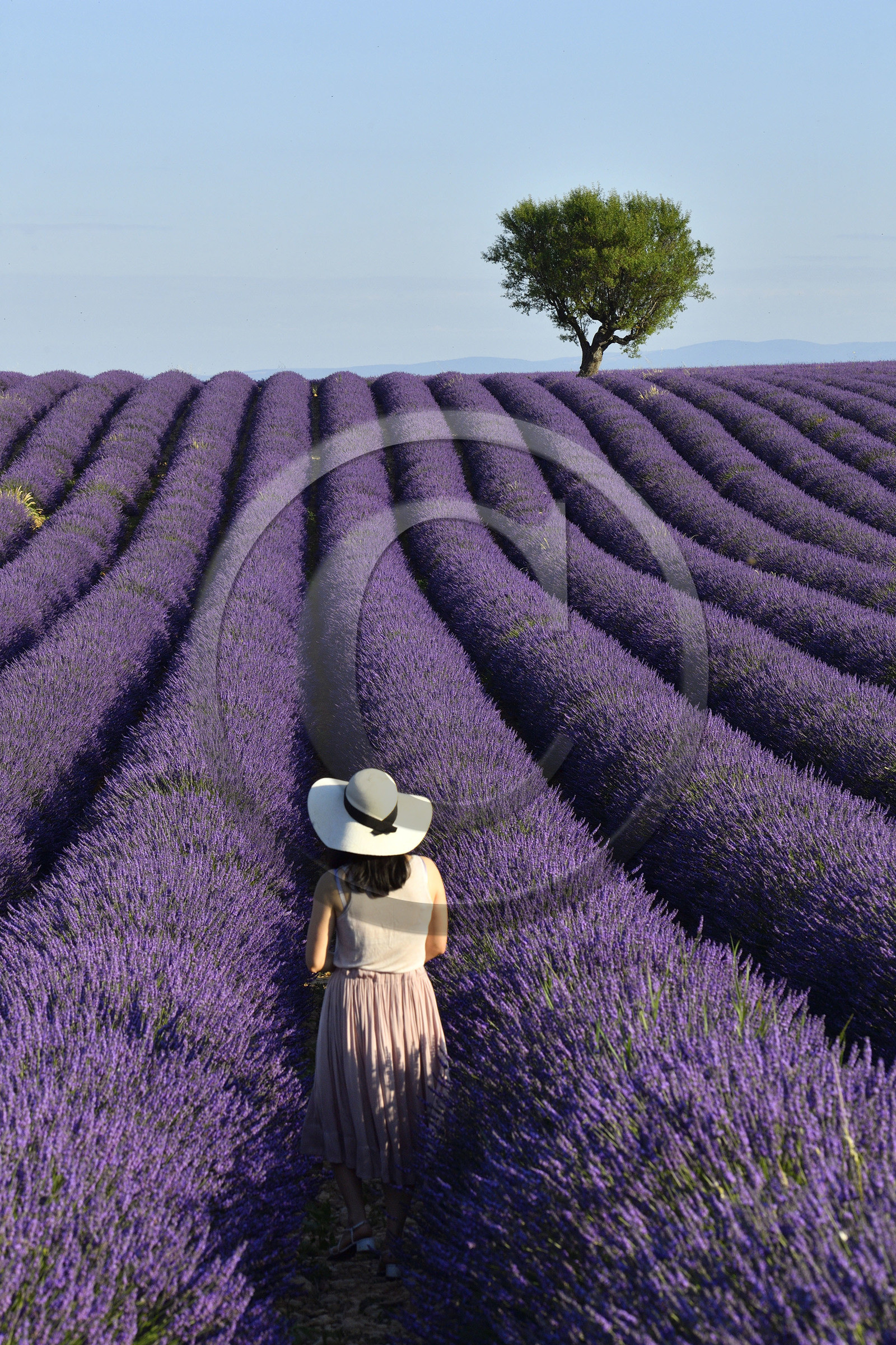 France, Valensole