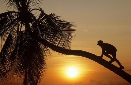 Plage des Salines. Martinique. Antilles Françaises